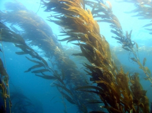 073114-kelp-630